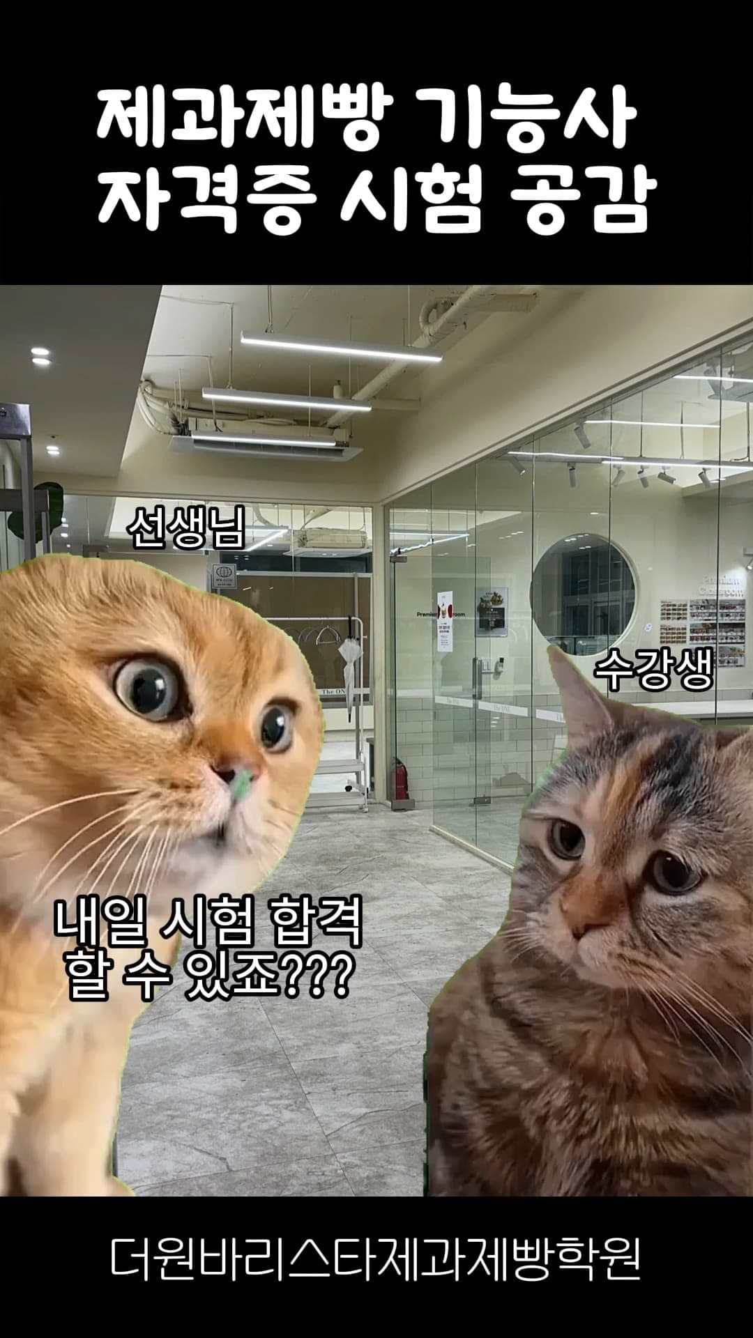 고양이의 제과제빵 기능사 시험